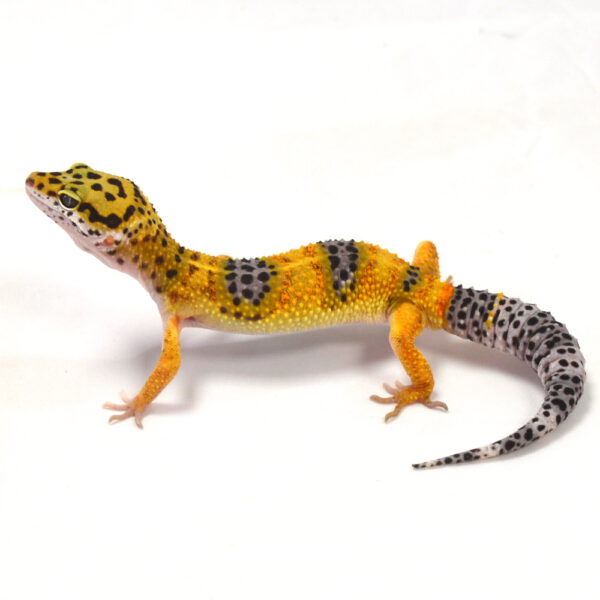männlicher Leopardgecko, eigene Nachzucht, Schlupf Juni 2026, 27 g, 18 cm, Eublepharis macularius