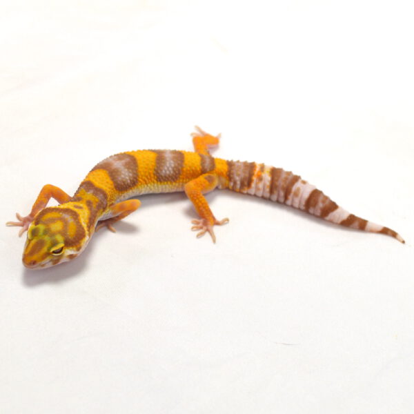 männlicher Leopardgecko, eigene Nachzucht, Schlupf Juni 2026, 23 g, 17 cm, Eublepharis macularius