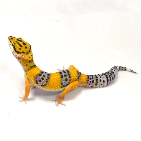männlicher Leopardgecko, eigene Nachzucht, Schlupf Juni 2026, 19 g, 15 cm, Eublepharis macularius