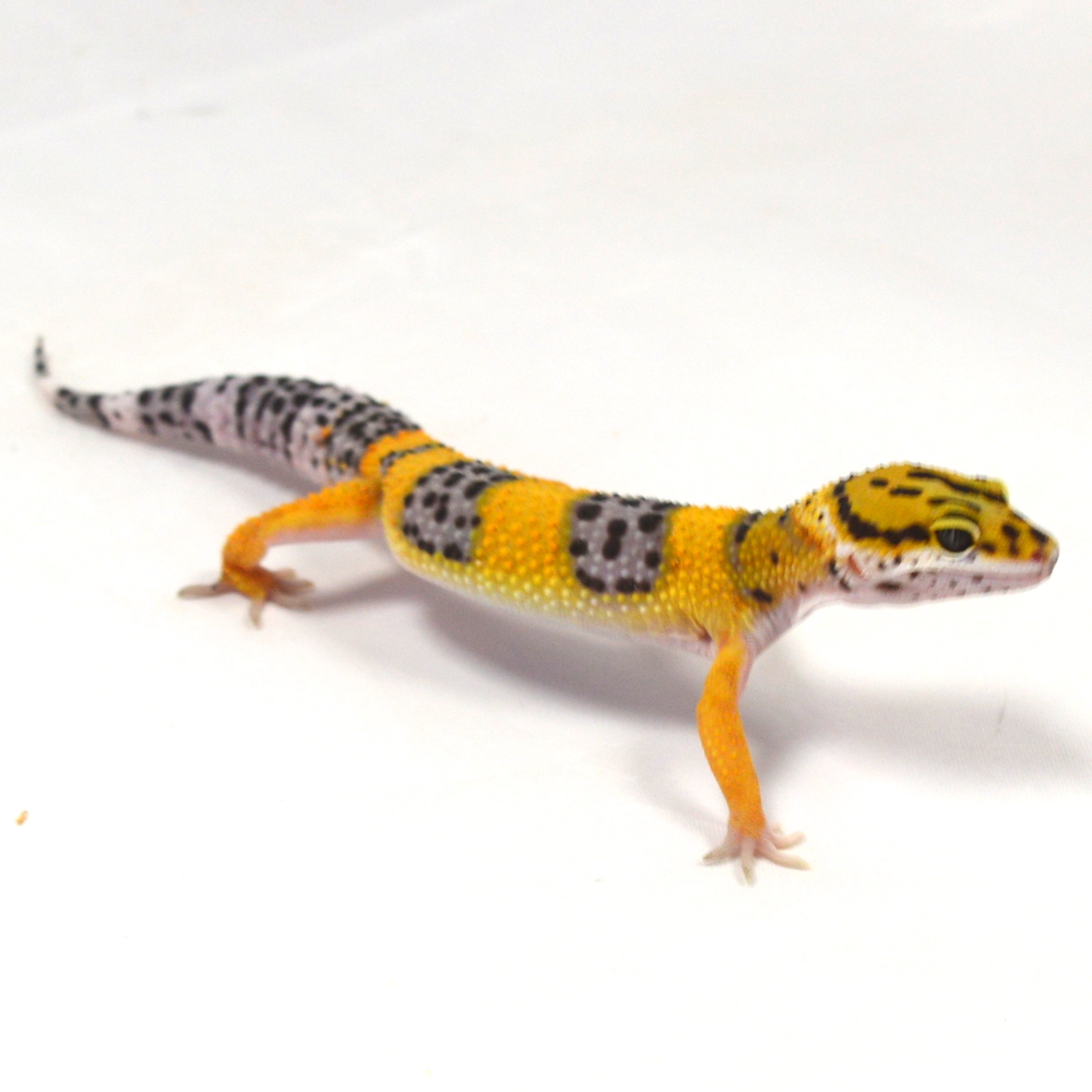 männlicher Leopardgecko, eigene Nachzucht, Schlupf Juni 2026, 19 g, 15 cm, Eublepharis macularius – Bild 2