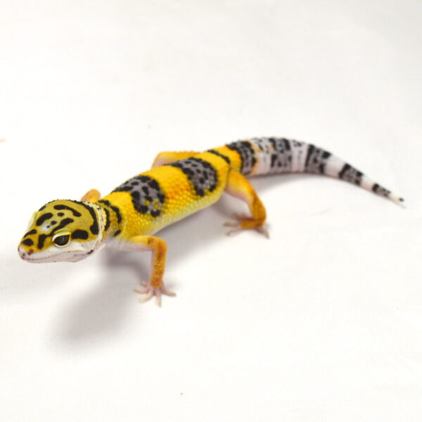 männlicher Leopardgecko, eigene Nachzucht, Schlupf Juni 2026, 24 g, 16 cm, Eublepharis macularius