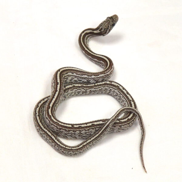 m&auml;nnliche Kornnatter - Tessera, Schlupf 27.07.2026, 12 g, 40 cm, Pantherophis guttatus