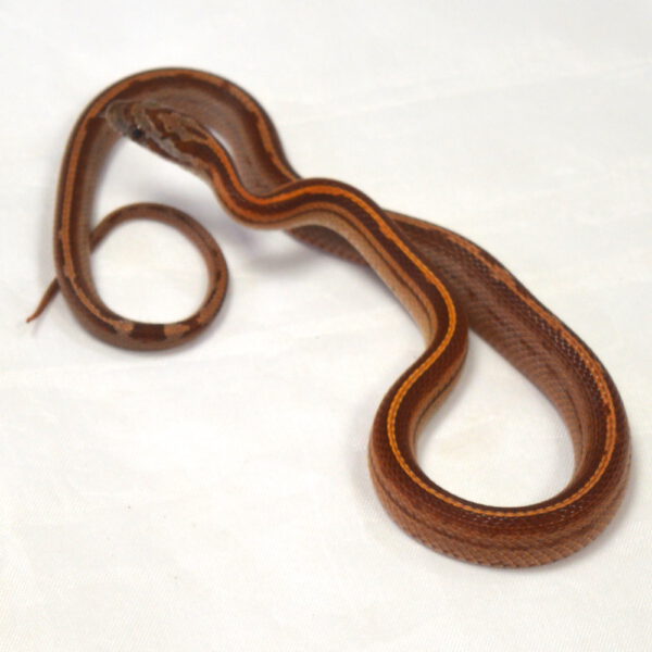 m&auml;nnliche Kornnatter - Tessera, Schlupf 27.07.2026, 11 g, 36 cm, Pantherophis guttatus