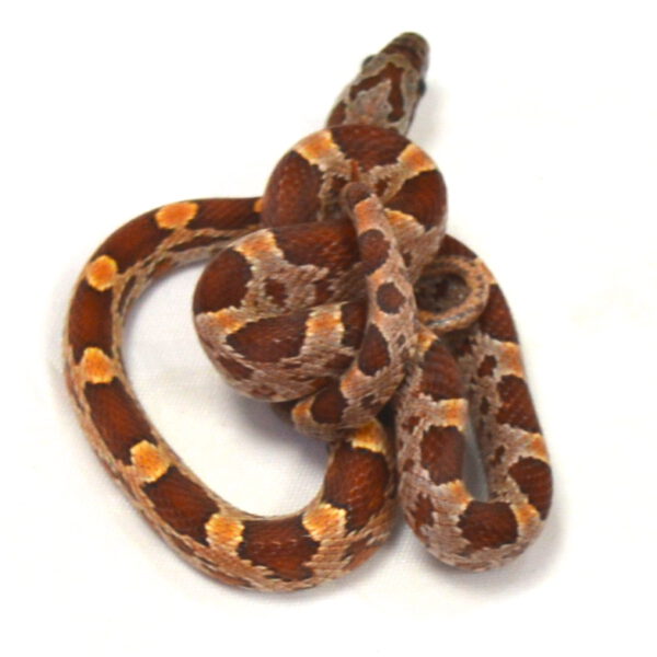 m&auml;nnliche Kornnatter - Tessera, Schlupf 27.07.2026, 13 g, 40 cm, Pantherophis guttatus