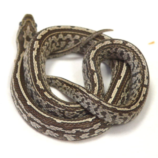 weibliche Kornnatter - Tessera, Schlupf 27.07.2026, 14 g, 37 cm, Pantherophis guttatus