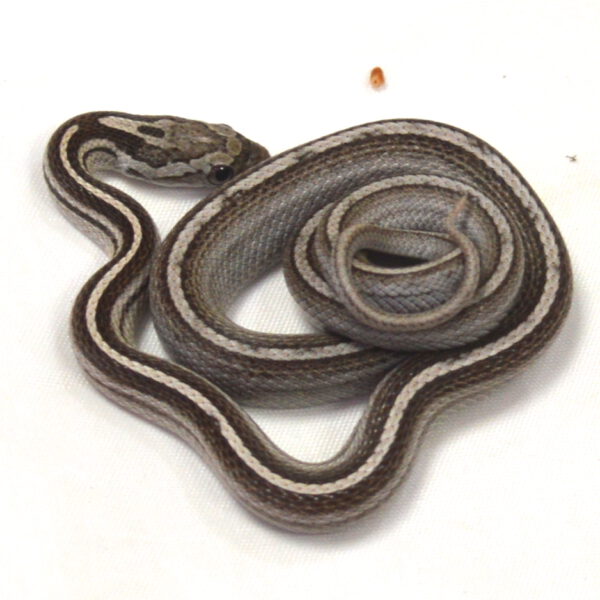 weibliche Kornnatter - Tessera, Schlupf 27.07.2026, 14 g, 38 cm, Pantherophis guttatus