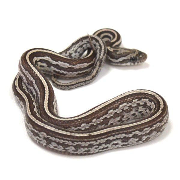 m&auml;nnliche Kornnatter - Tessera, Schlupf 27.07.2026, 14 g, 34 cm, Pantherophis guttatus