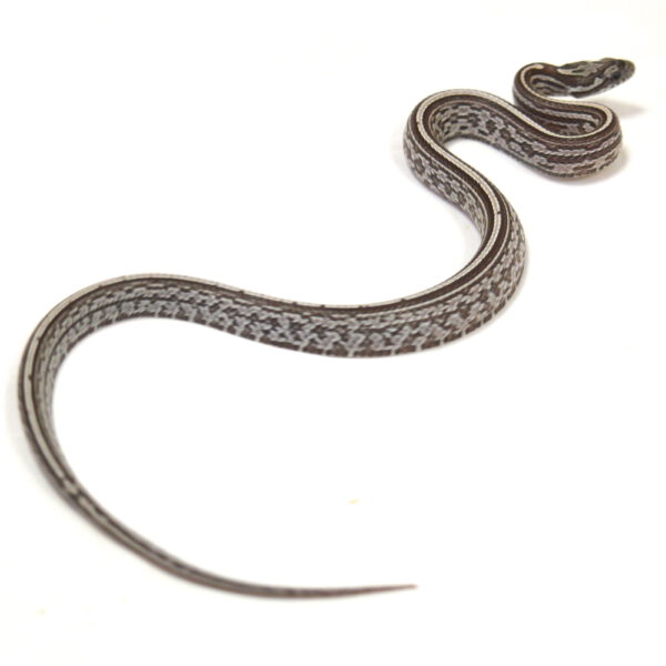 weibliche Kornnatter - Tessera, Schlupf 27.07.2026, 12 g, 32 cm, Pantherophis guttatus