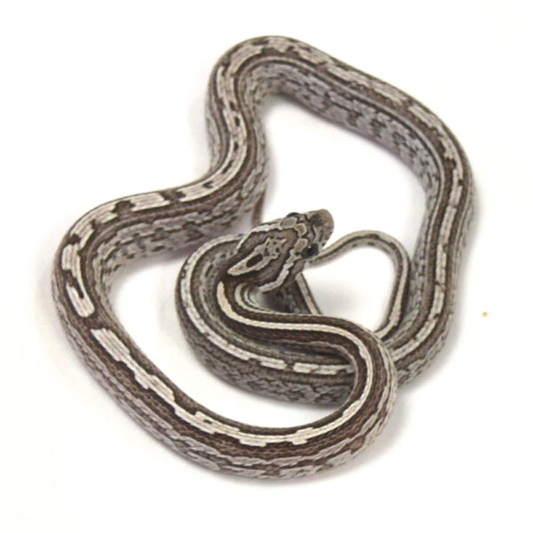 weibliche Kornnatter - Tessera, Schlupf 27.07.2026, 15 g, 35 cm, Pantherophis guttatus