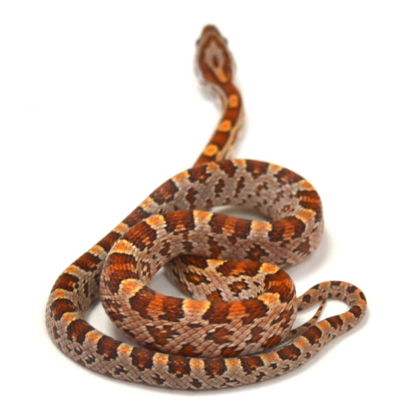 m&auml;nnliche Kornnatter - Tessera, Schlupf 27.07.2026, 16 g, 35 cm, Pantherophis guttatus