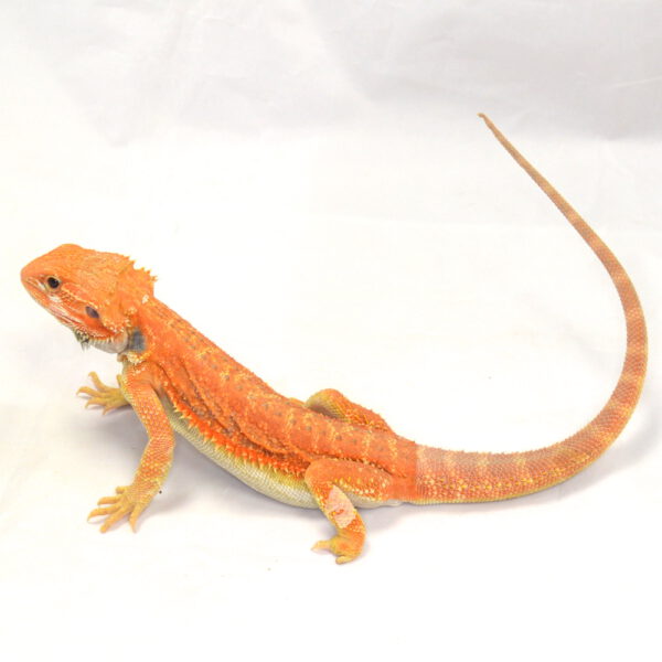 m&auml;nnliche Farb-Bartagame, eigene Nachzucht, Schlupf Juni 2026, 115 g, 37 cm, Pogona vitticeps