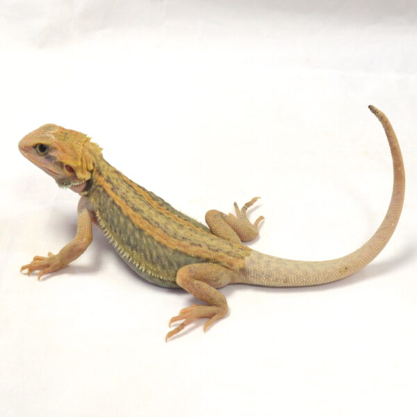 m&auml;nnliche Farb-Bartagame, eigene Nachzucht, Schlupf Juli 2026, 65 g, 26 cm, Pogona vitticeps