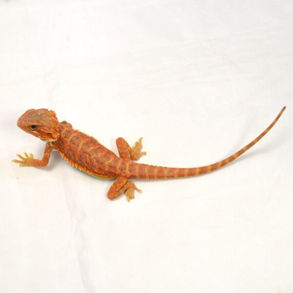 weibliche Farb-Bartagame, eigene Nachzucht, Schlupf August 2026, 51 g, 27 cm, Pogona vitticeps