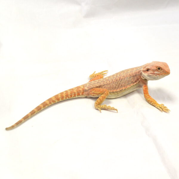 m&auml;nnliche Farb-Bartagame, eigene Nachzucht, Schlupf Juli 2026, 72 g, 26 cm, Pogona vitticeps