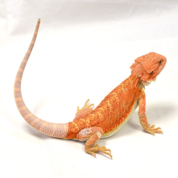 m&auml;nnliche Farb-Bartagame, eigene Nachzucht, Schlupf Juli 2026, 71 g, 28 cm, Pogona vitticeps