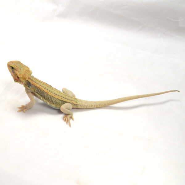 weibliche Farb-Bartagame, eigene Nachzucht, Schlupf August 2026, 50 g, 29 cm, Pogona vitticeps