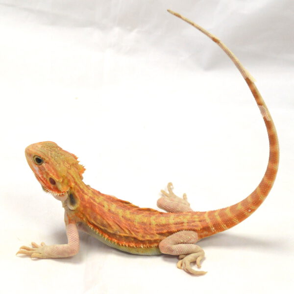 m&auml;nnliche Farb-Bartagame, eigene Nachzucht, Schlupf August 2026, 57 g, 30 cm, Pogona vitticeps