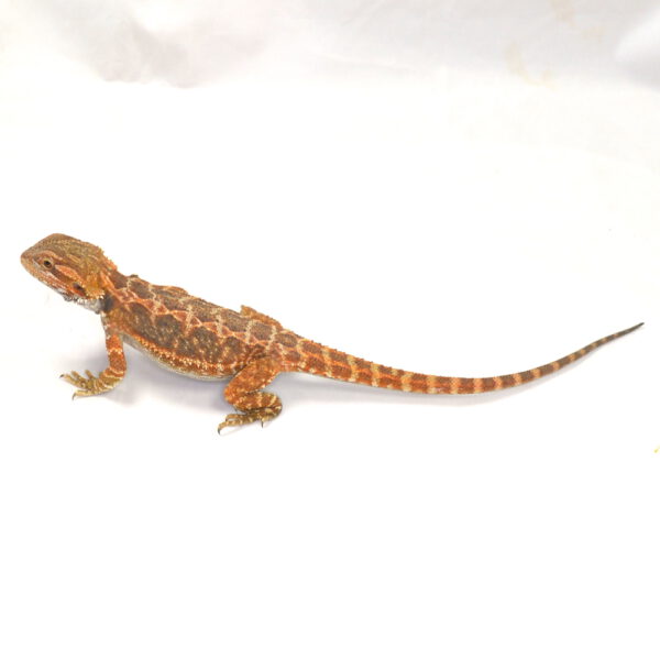 weibliche Farb-Bartagame, eigene Nachzucht, Schlupf August 2026, 29 g, 27 cm, Pogona vitticeps