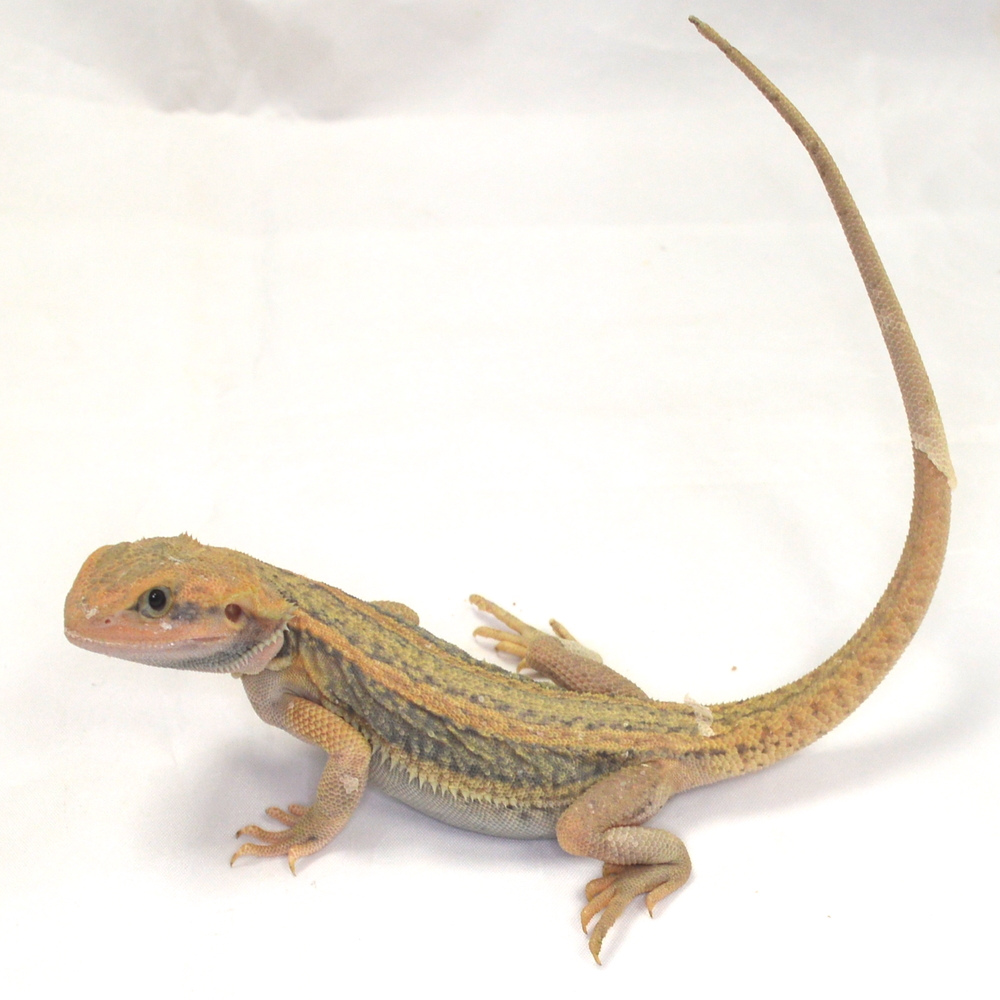 männliche Farb-Bartagame, eigene Nachzucht, Schlupf August 2026, 34 g, 29 cm, Pogona vitticeps