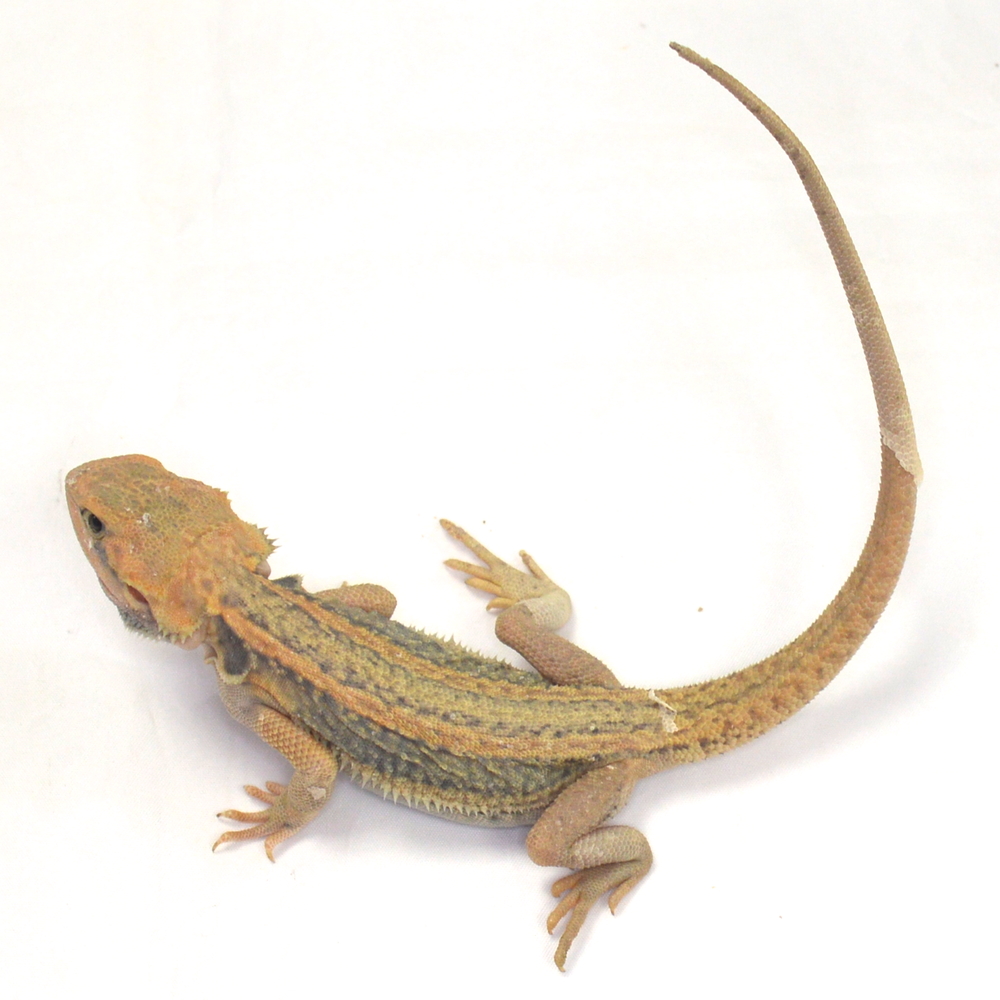 männliche Farb-Bartagame, eigene Nachzucht, Schlupf August 2026, 34 g, 29 cm, Pogona vitticeps – Bild 3