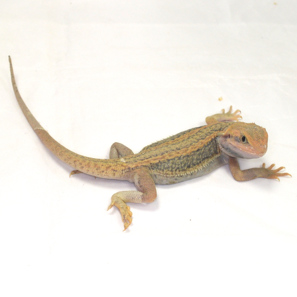 männliche Farb-Bartagame, eigene Nachzucht, Schlupf August 2026, 34 g, 29 cm, Pogona vitticeps – Bild 2