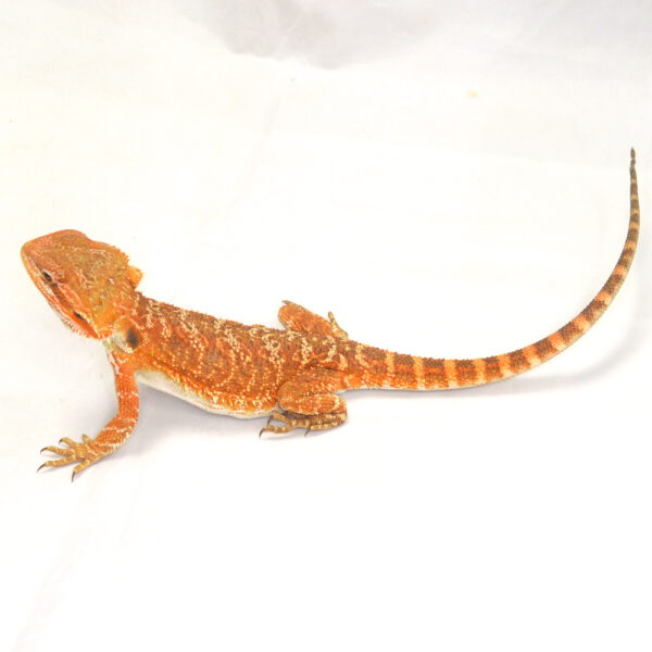 weibliche Farb-Bartagame, eigene Nachzucht, Schlupf August 2026, 37 g, 28 cm, Pogona vitticeps