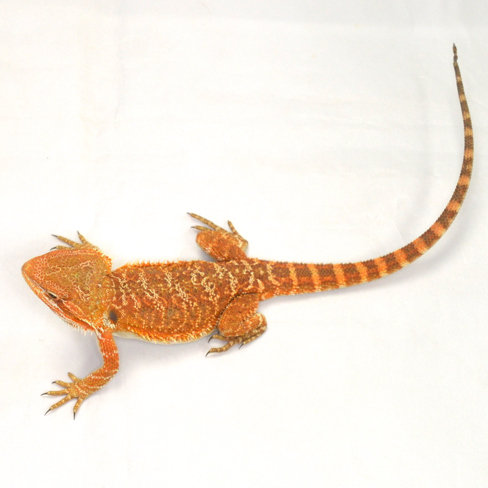 weibliche Farb-Bartagame, eigene Nachzucht, Schlupf August 2026, 37 g, 28 cm, Pogona vitticeps – Bild 3