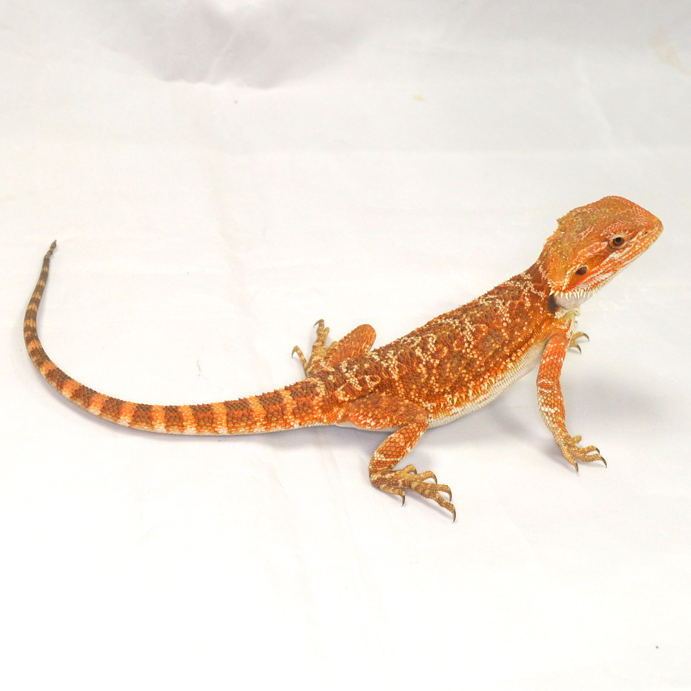 weibliche Farb-Bartagame, eigene Nachzucht, Schlupf August 2026, 37 g, 28 cm, Pogona vitticeps – Bild 2