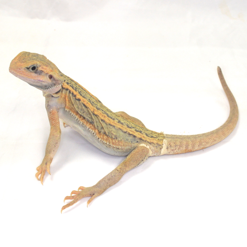 weibliche Farb-Bartagame, eigene Nachzucht, Schlupf Juli 2026, 63 g, 26 cm, Pogona vitticeps – Bild 3
