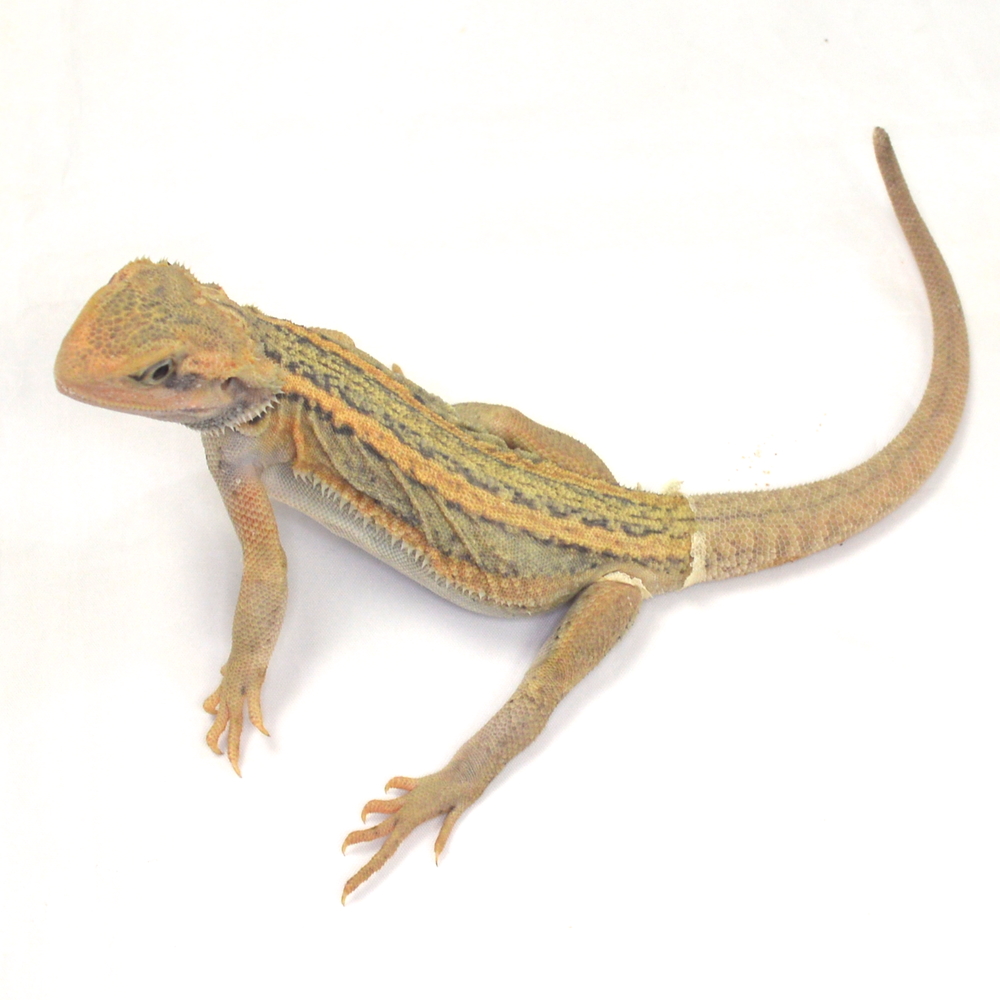 weibliche Farb-Bartagame, eigene Nachzucht, Schlupf Juli 2026, 63 g, 26 cm, Pogona vitticeps – Bild 2