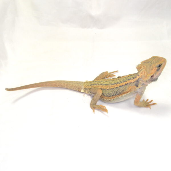 weibliche Farb-Bartagame, eigene Nachzucht, Schlupf Juli 2026, 63 g, 26 cm, Pogona vitticeps