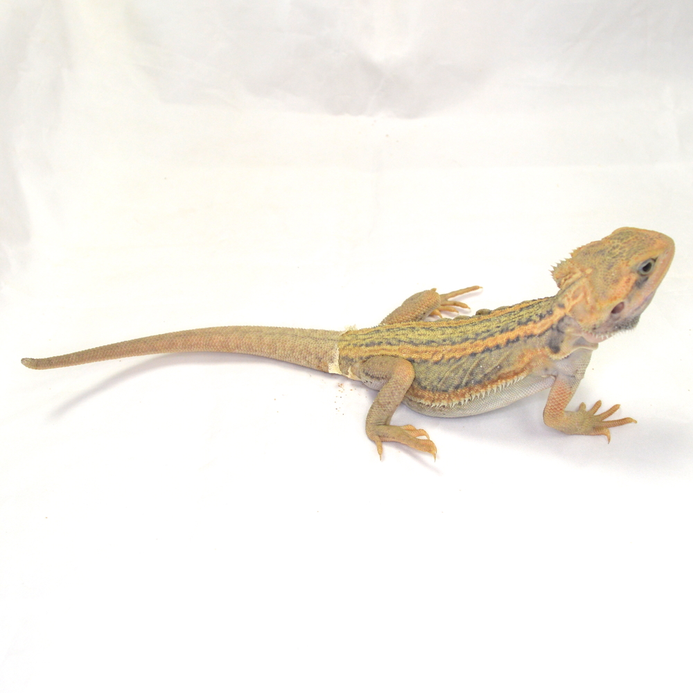 weibliche Farb-Bartagame, eigene Nachzucht, Schlupf Juli 2026, 63 g, 26 cm, Pogona vitticeps
