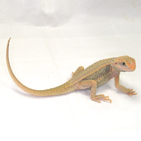 m&auml;nnliche Farb-Bartagame, eigene Nachzucht, Schlupf August 2026, 49 g, 29 cm, Pogona vitticeps