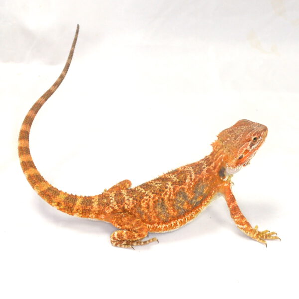 m&auml;nnliche Farb-Bartagame, eigene Nachzucht, Schlupf August 2026, 40 g, 29 cm, Pogona vitticeps