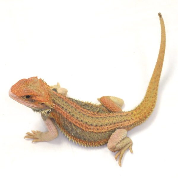 weibliche Farb-Bartagame, eigene Nachzucht, Schlupf August 2026, 48 g, 26 cm, Pogona vitticeps