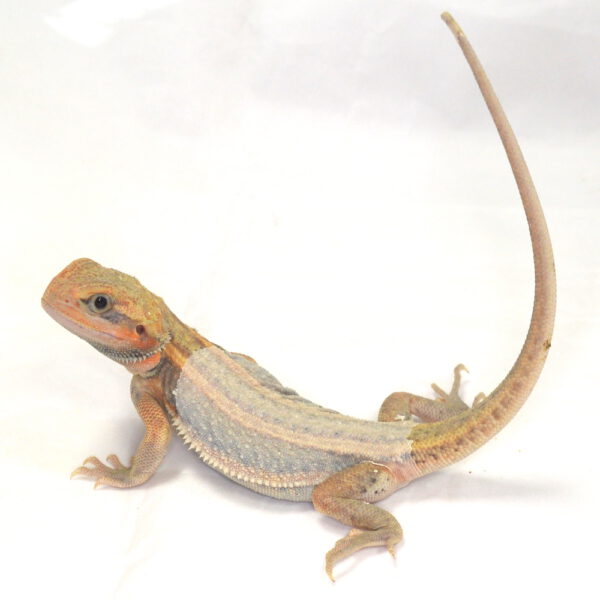 weibliche Farb-Bartagame, eigene Nachzucht, Schlupf August 2026, 64 g, 27 cm, Pogona vitticeps