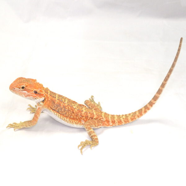 m&auml;nnliche Farb-Bartagame, eigene Nachzucht, Schlupf August 2026, 57 g, 28 cm, Pogona vitticeps