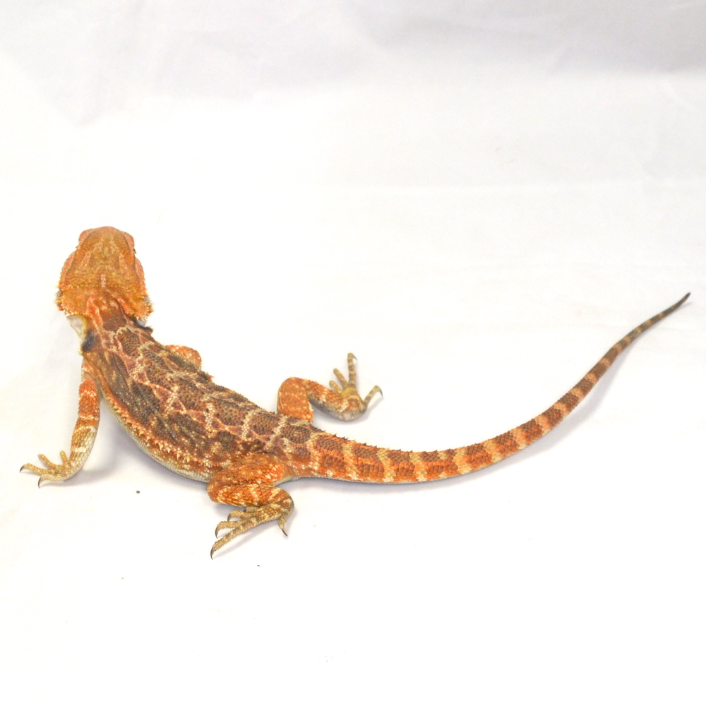 weibliche Farb-Bartagame, eigene Nachzucht, Schlupf August 2026, 50 g, 27 cm, Pogona vitticeps – Bild 3
