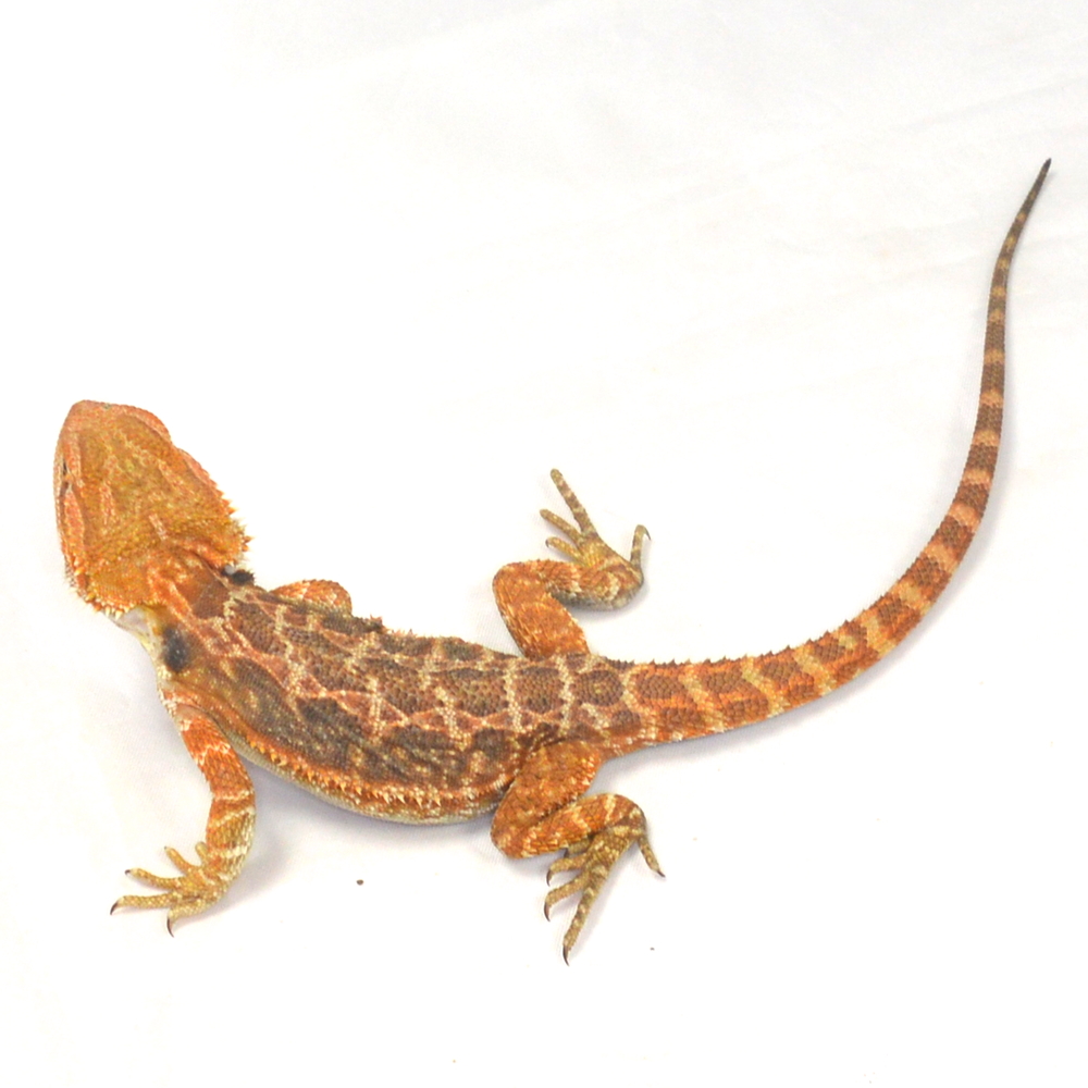 weibliche Farb-Bartagame, eigene Nachzucht, Schlupf August 2026, 50 g, 27 cm, Pogona vitticeps – Bild 2