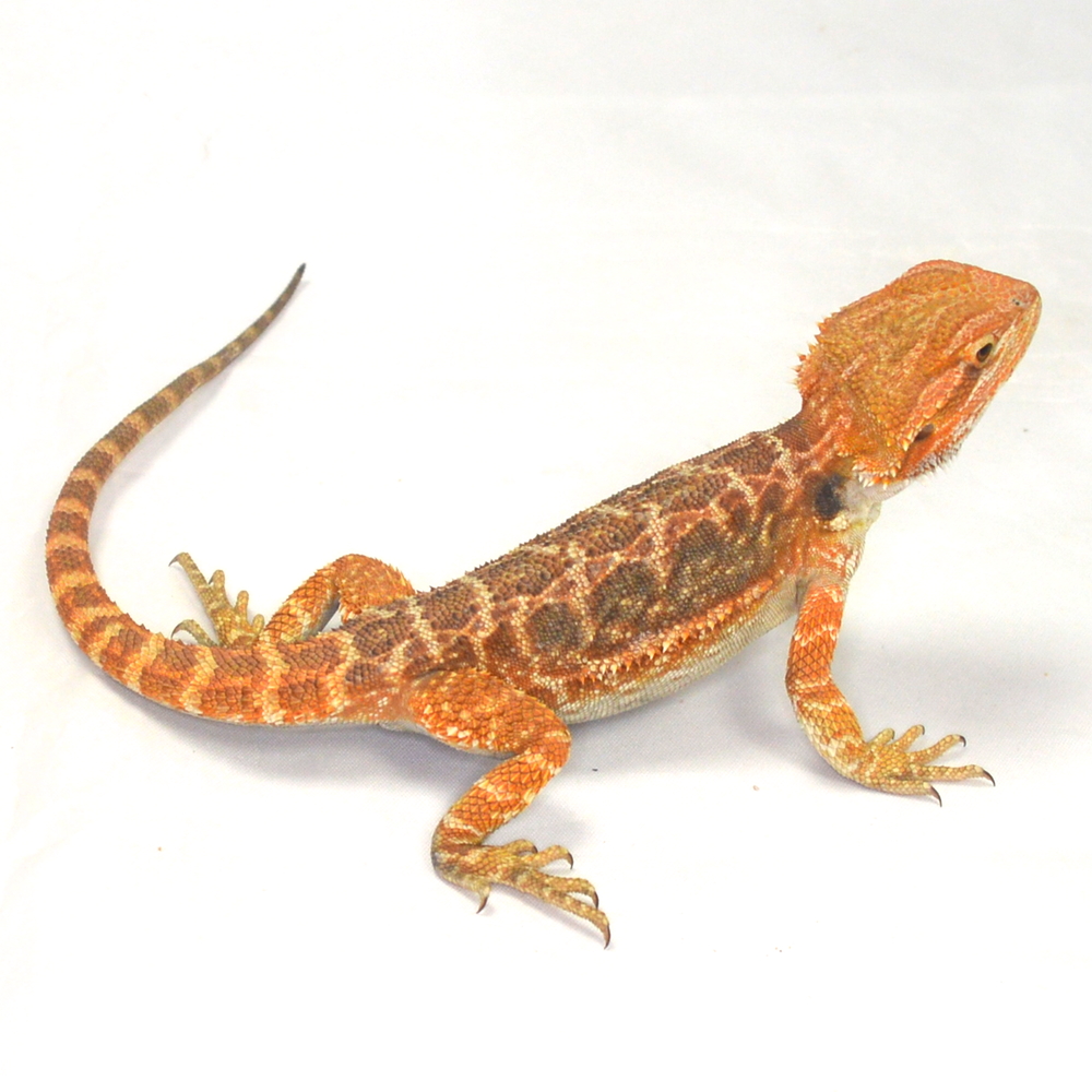 weibliche Farb-Bartagame, eigene Nachzucht, Schlupf August 2026, 50 g, 27 cm, Pogona vitticeps