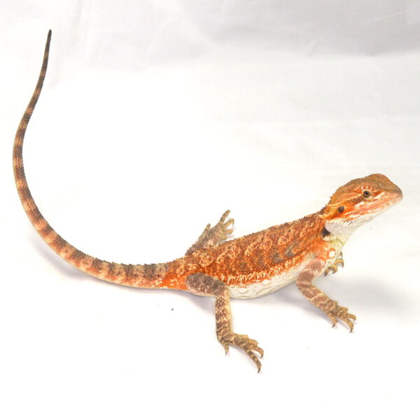 weibliche Farb-Bartagame, eigene Nachzucht, Schlupf August 2026, 61 g, 30 cm, Pogona vitticeps