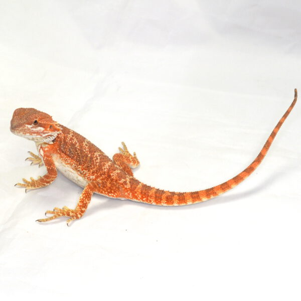 m&auml;nnliche Farb-Bartagame, eigene Nachzucht, Schlupf August 2026, 60 g, 29 cm, Pogona vitticeps