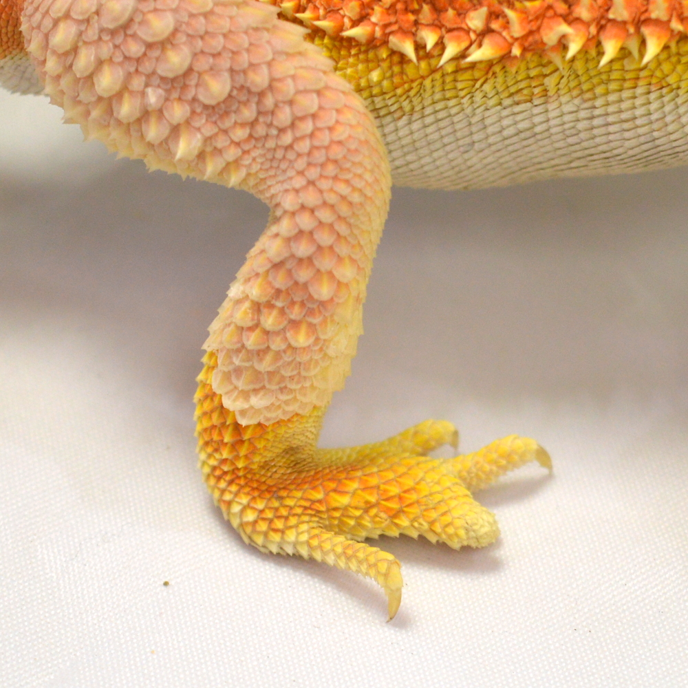 männliche Farb-Bartagame, eigene Nachzucht, Schlupf Mai 2026, 161 g, 35 cm, Pogona vitticeps – Bild 3