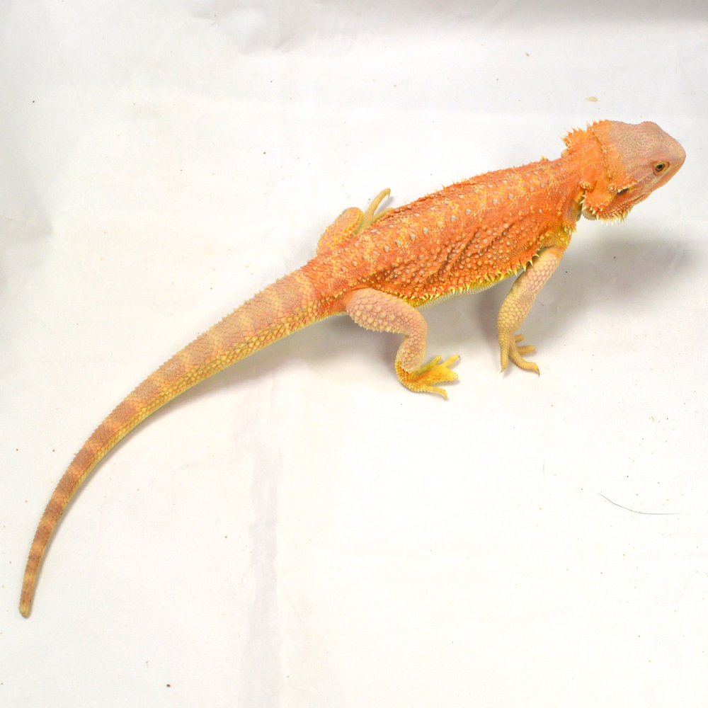 männliche Farb-Bartagame, eigene Nachzucht, Schlupf Mai 2026, 161 g, 35 cm, Pogona vitticeps – Bild 2