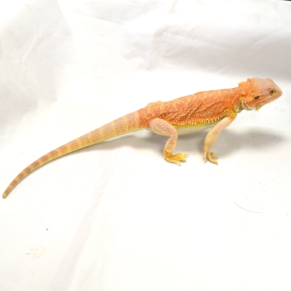 männliche Farb-Bartagame, eigene Nachzucht, Schlupf Mai 2026, 161 g, 35 cm, Pogona vitticeps