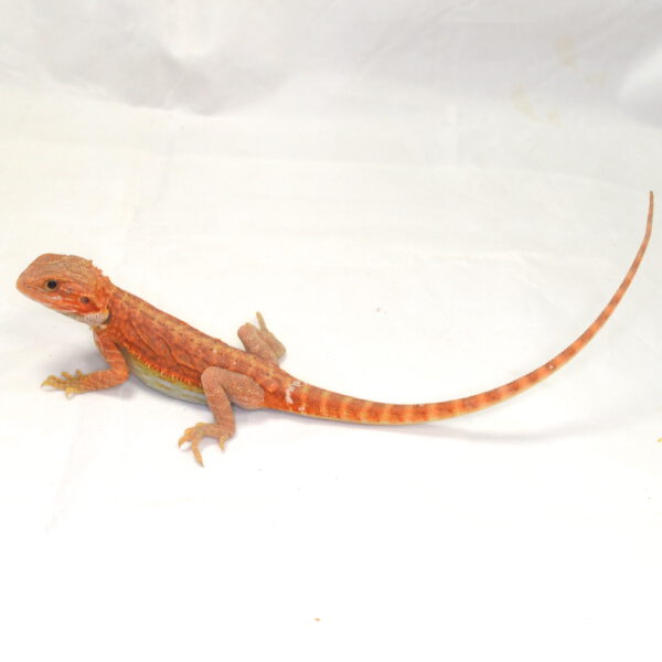 weibliche Farb-Bartagame, eigene Nachzucht, Schlupf August 2026, 32 g, 28 cm, Pogona vitticeps