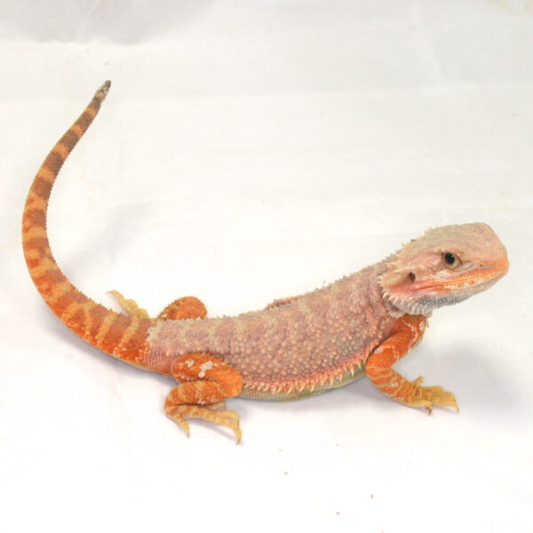 m&auml;nnliche Farb-Bartagame, eigene Nachzucht, Schlupf August 2026, 42 g, 26 cm, Pogona vitticeps