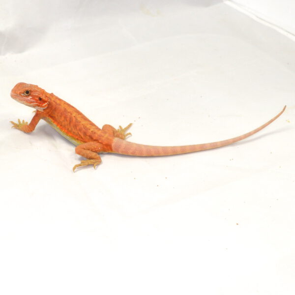 weibliche Farb-Bartagame, eigene Nachzucht, Schlupf August 2026, 33 g, 29 cm, Pogona vitticeps