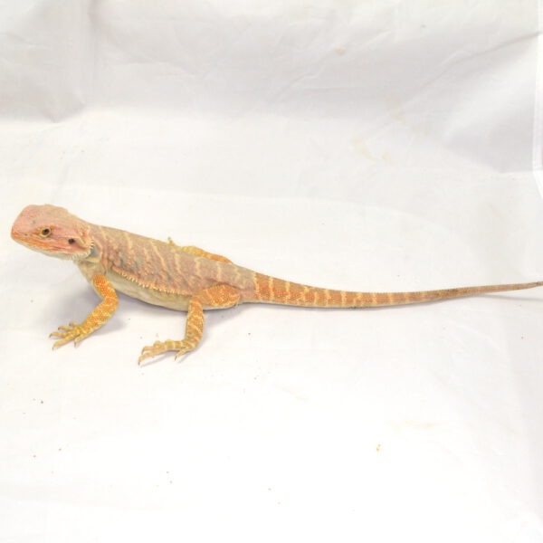 m&auml;nnliche Farb-Bartagame, eigene Nachzucht, Schlupf Juli 2026, 71 g, 30 cm, Pogona vitticeps