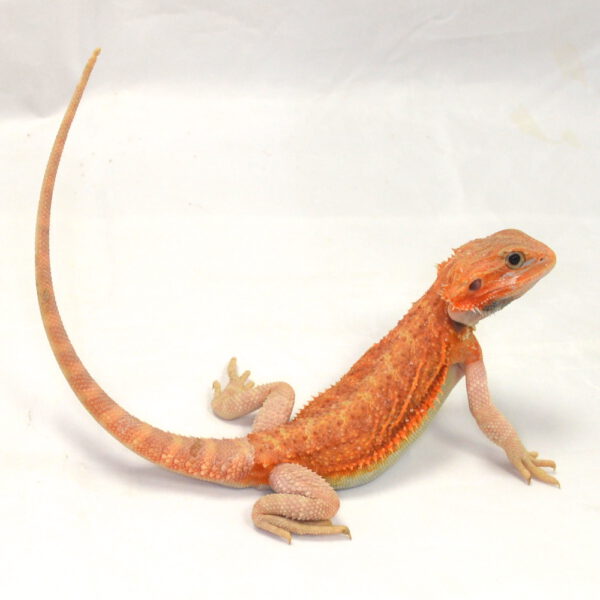 m&auml;nnliche Farb-Bartagame, eigene Nachzucht, Schlupf Juli 2026, 71 g, 29 cm, Pogona vitticeps